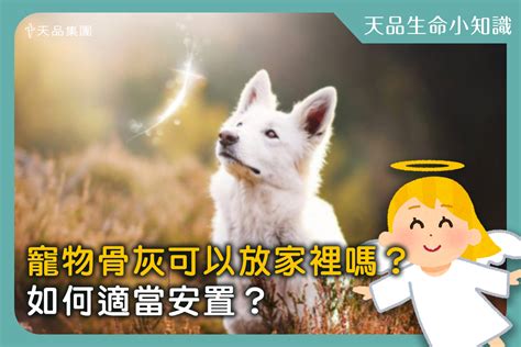 貓咪骨灰可以放家裡嗎|【天品生命小知識】寵物骨灰可以放家裡嗎？如何適當。